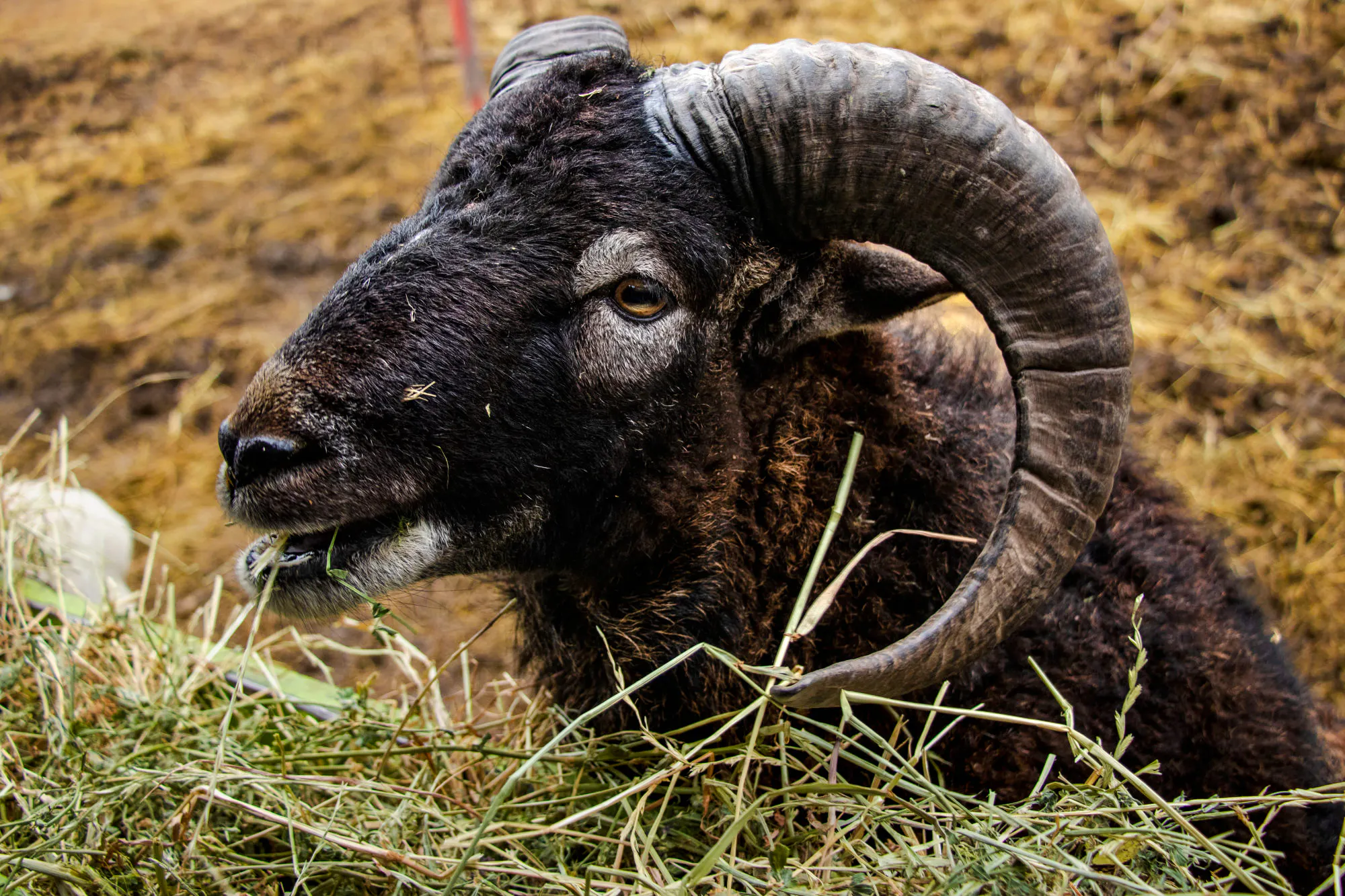 Ram eating hay at Parque Safari, Santiago.