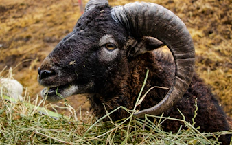 Ram eating hay at Parque Safari, Santiago.