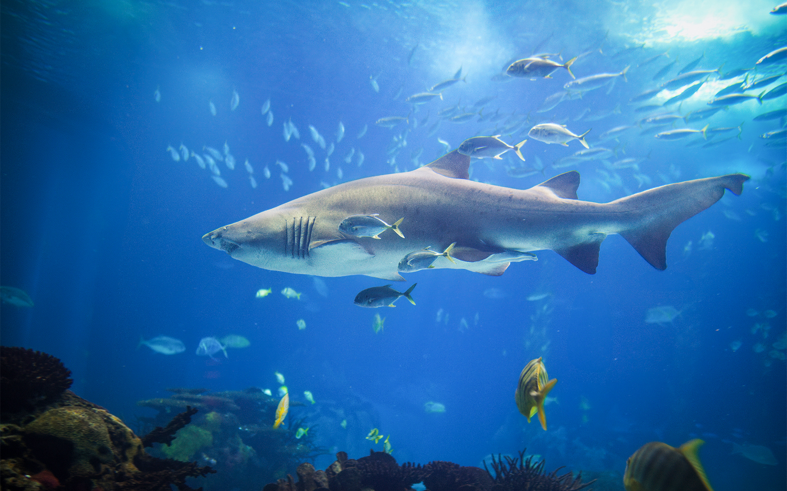 Sand Tiger Shark swimming at SEA LIFE Bangkok aquarium, Thailand.