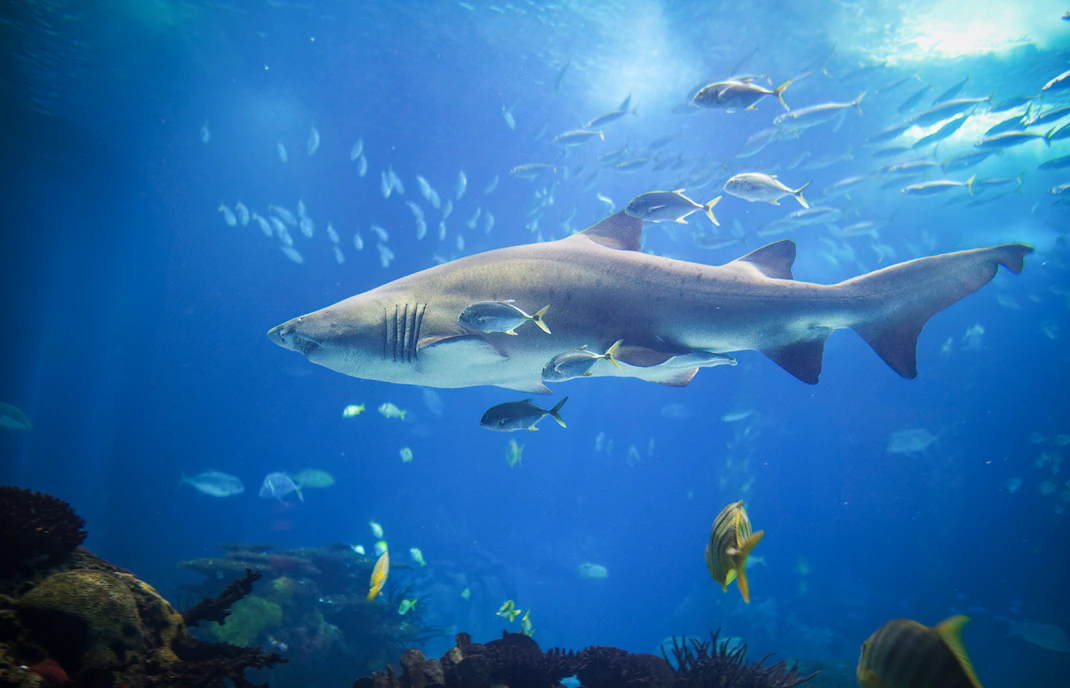Sand Tiger Shark swimming at SEA LIFE Bangkok aquarium, Thailand.