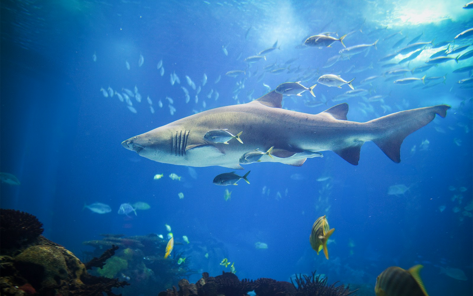 SEA LIFE Bangkok Sand Tiger Shark