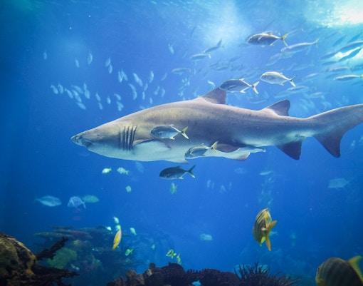 Sand Tiger Shark swimming at SEA LIFE Bangkok aquarium, Thailand.