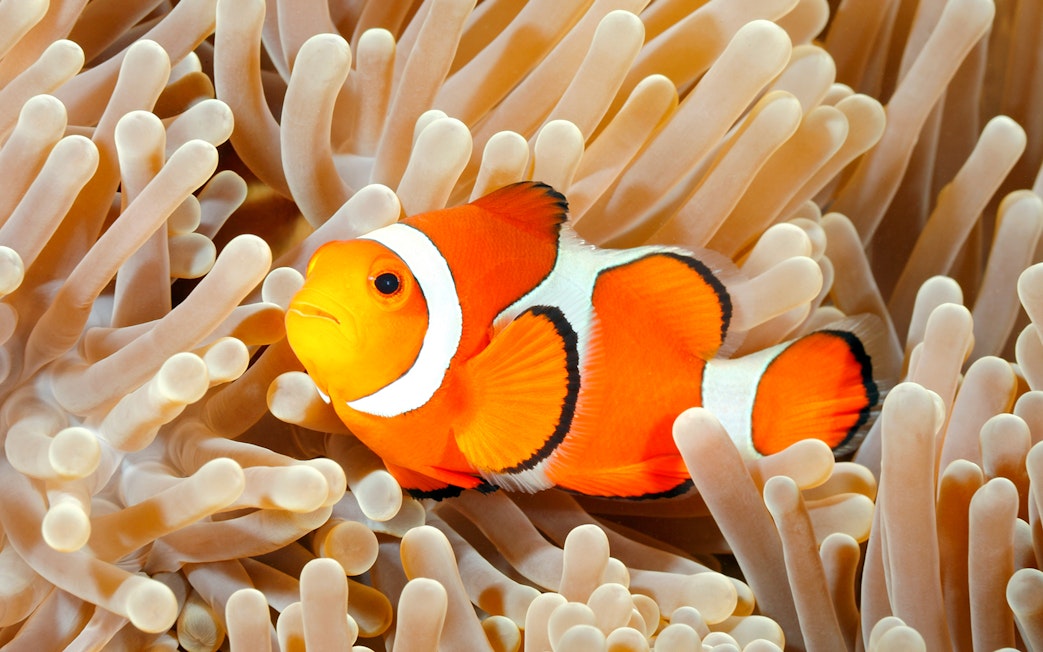 Clownfish swimming among coral reefs at Aquarium de Paris.
