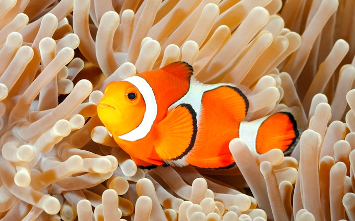 Clownfish swimming among coral reefs at Aquarium de Paris.