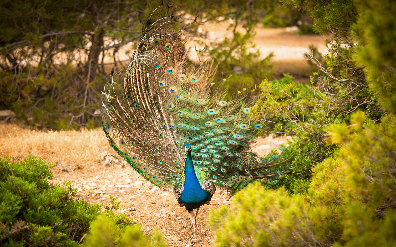 Peacock among trees on Moni Island, Greece.