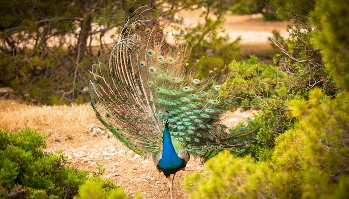 Peacock among trees on Moni Island, Greece.