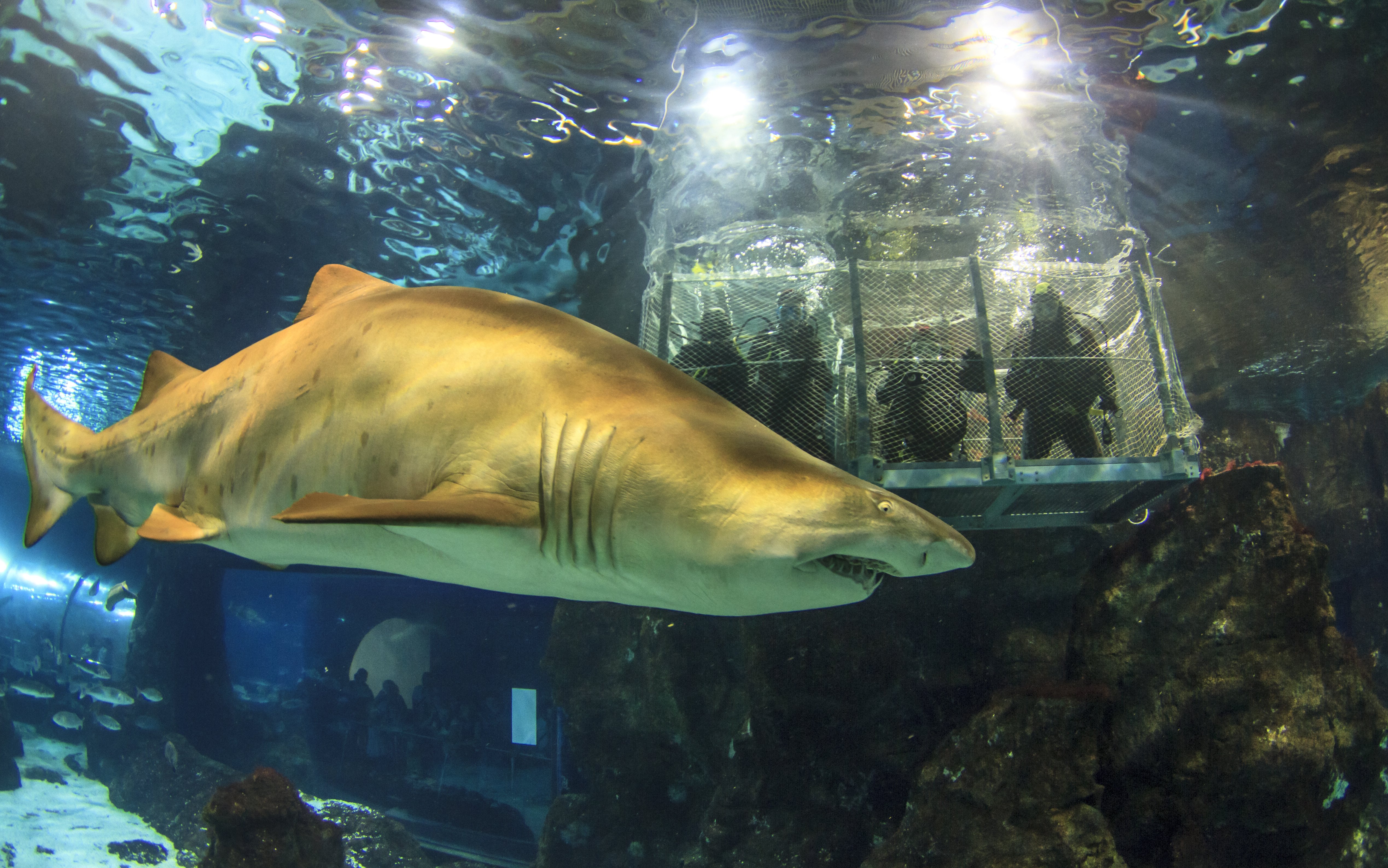 Shark swimming near visitor cage in Barcelona aquarium.