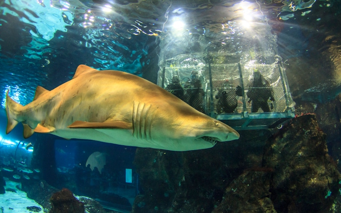 Shark swimming near visitor cage in Barcelona aquarium.