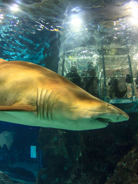 Shark swimming near visitor cage in Barcelona aquarium.