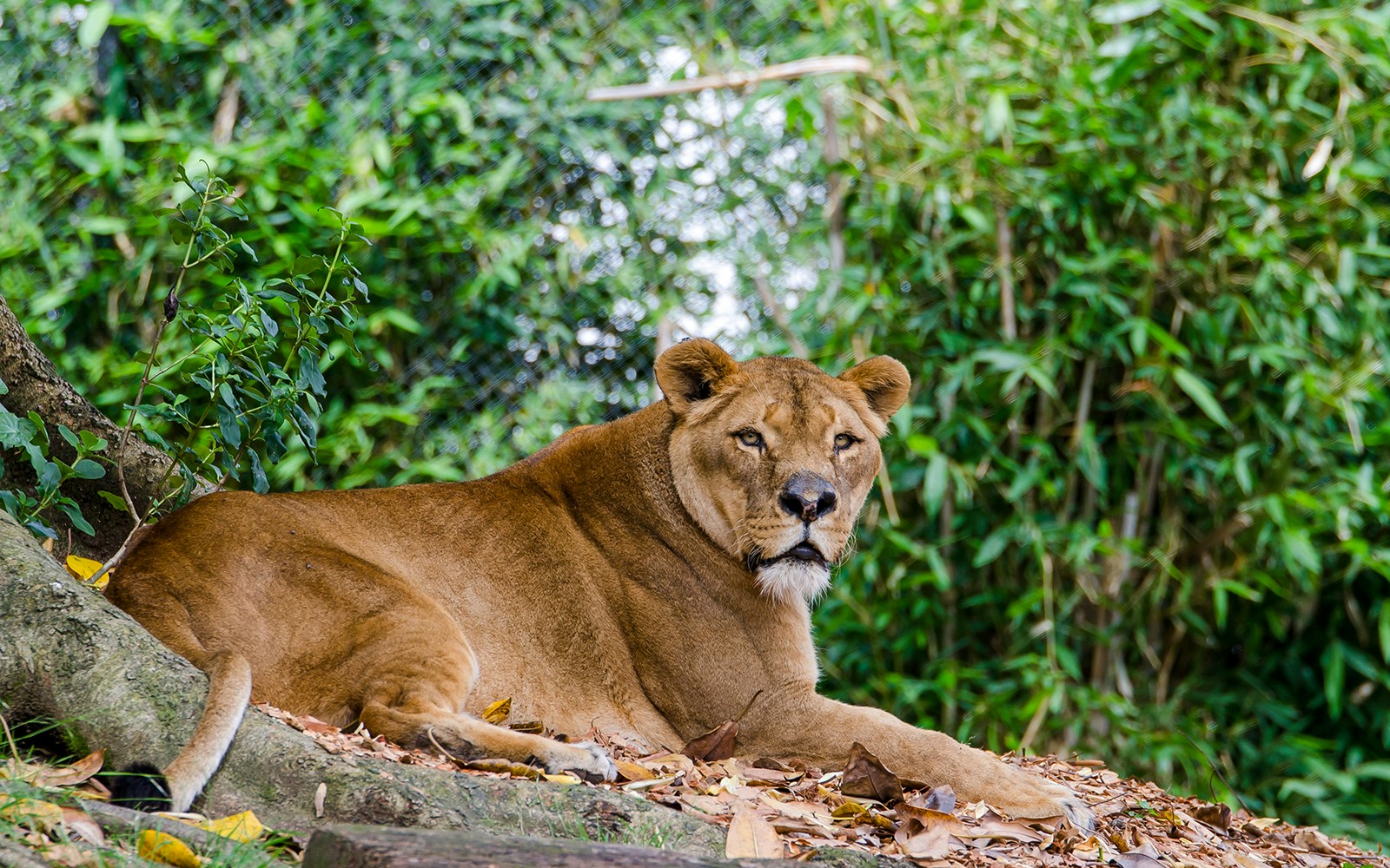 A female lion at Auckland Zoo