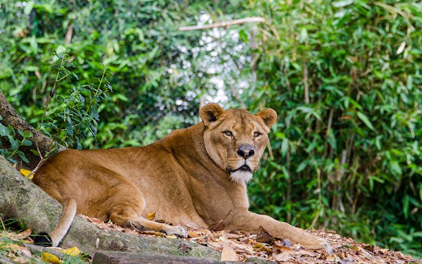 Lion resting at Auckland Zoo, surrounded by lush greenery.