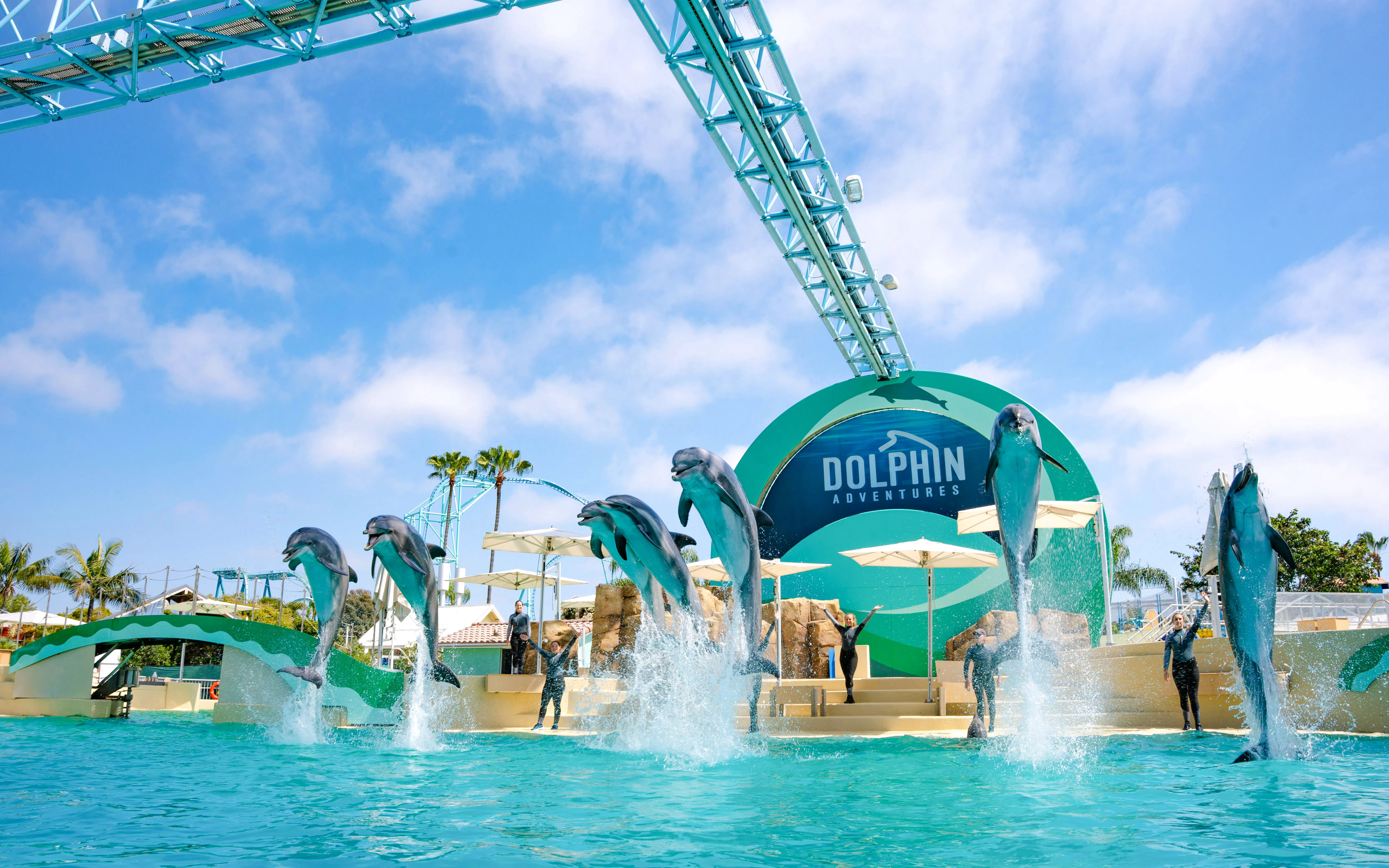 Dolphins performing at Dolphin Adventures, SeaWorld San Diego.