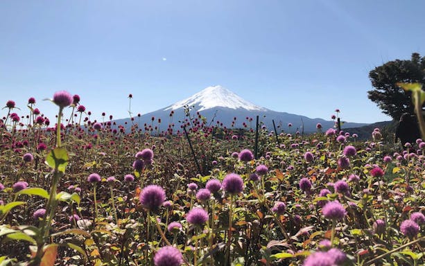 Mt. Fuji with pink flowers in foreground, Lake Kawaguchiko bus tour.