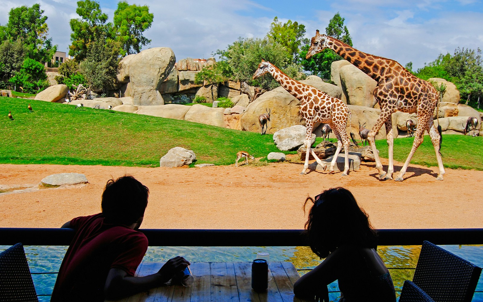 Giraffes walking in Bioparc Valencia with visitors observing from a shaded area.