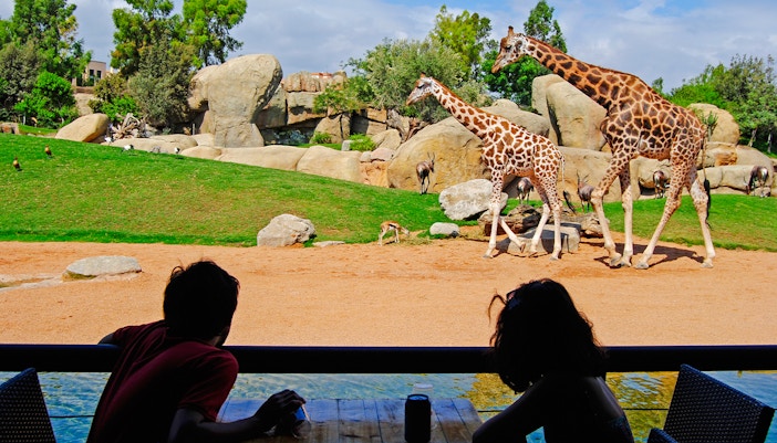 Giraffes walking in Bioparc Valencia with visitors observing from a shaded area.