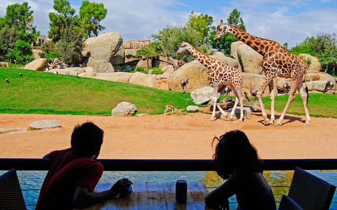 Giraffes walking in Bioparc Valencia with visitors observing from a shaded area.