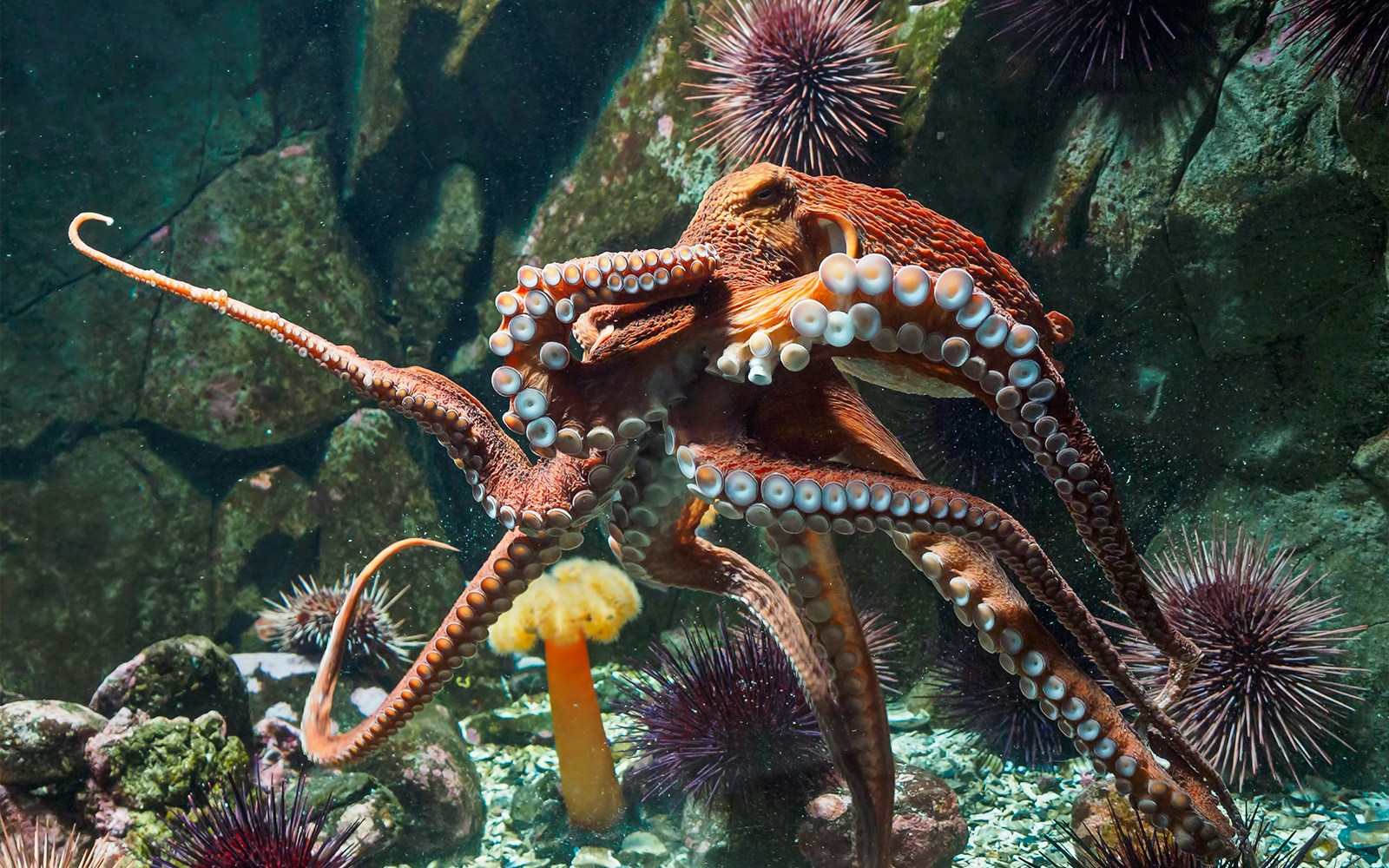 Giant Pacific octopus among sea urchins at Sea Life London Aquarium.