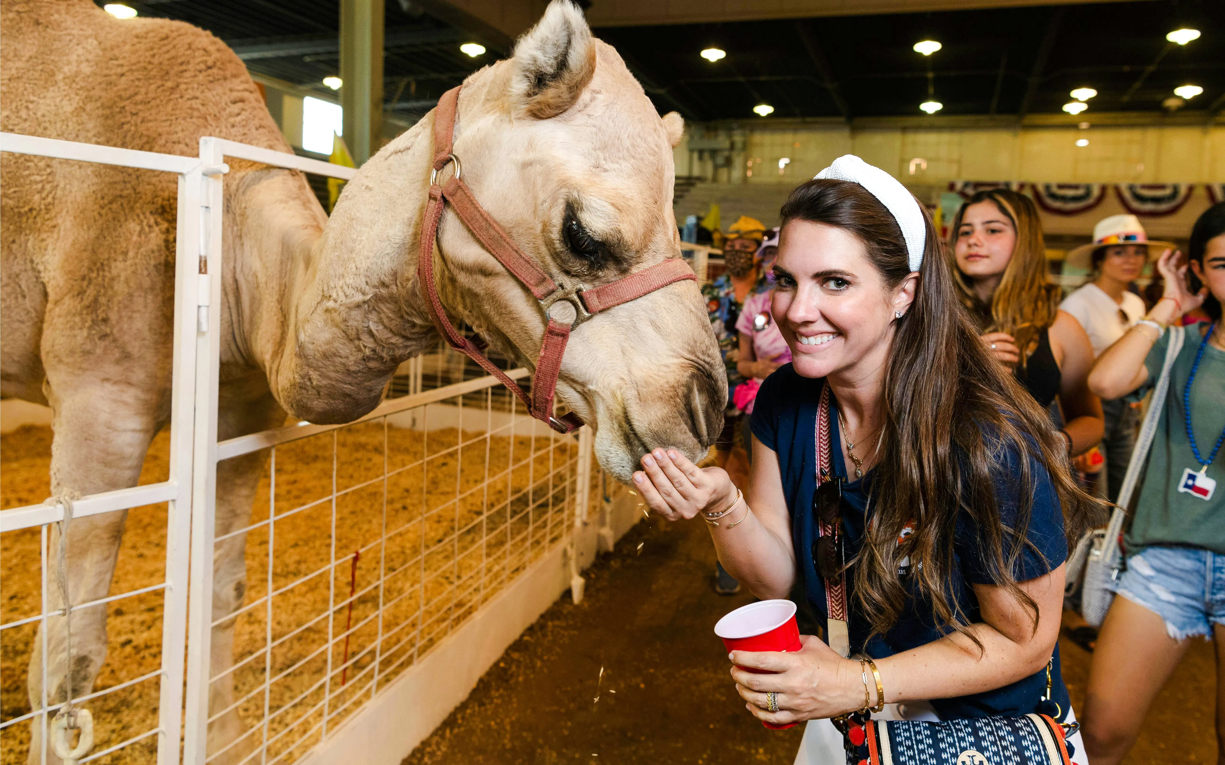 Feeding a camel at the State Fair of Texas petting zoo.