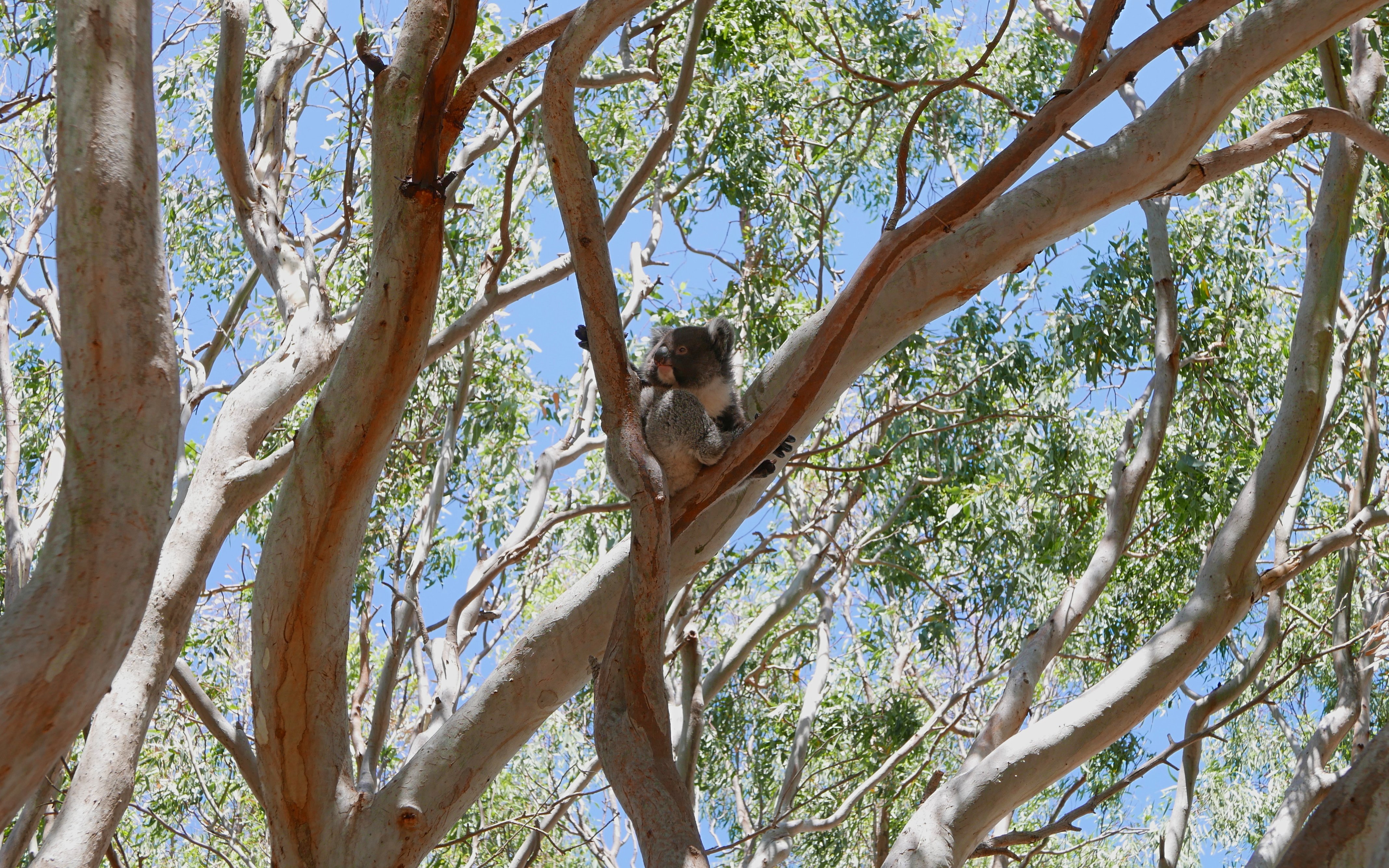 Koala resting on a tree at Vivonne Bay, Kangaroo Island.