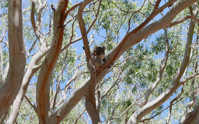 Koala resting on a tree at Vivonne Bay, Kangaroo Island.