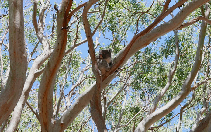 Koala resting on a tree at Vivonne Bay, Kangaroo Island.