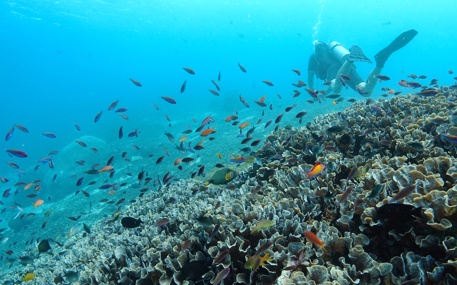 SD Point Nusa Penida coastline with clear blue waters and rocky cliffs.