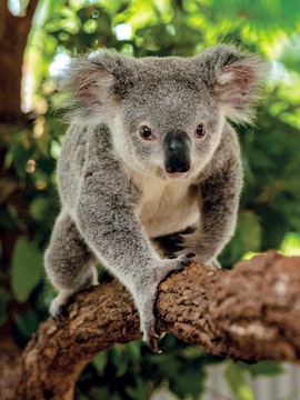 Koala climbing a branch at Kuranda Koala Gardens, Cairns.
