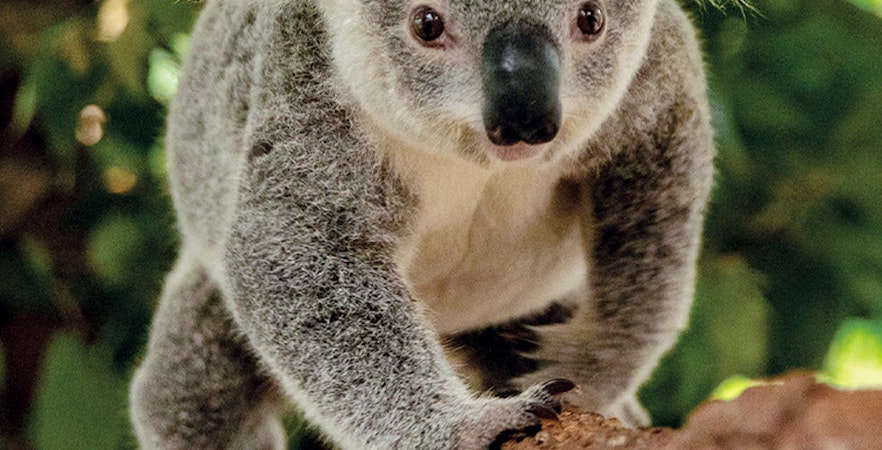 Kuranda Koala Gärten