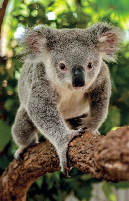 Koala climbing a branch at Kuranda Koala Gardens, Cairns.