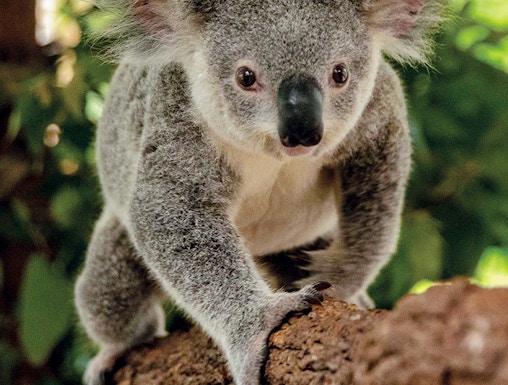 Koala climbing a branch at Kuranda Koala Gardens, Cairns.