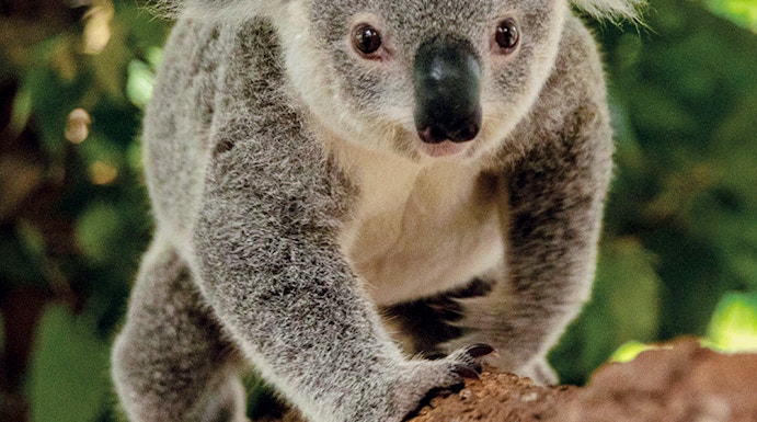 Koala climbing a branch at Kuranda Koala Gardens, Cairns.