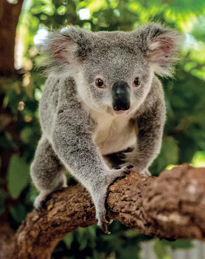 Koala climbing a branch at Kuranda Koala Gardens, Cairns.