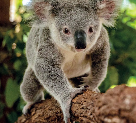 Koala climbing a branch at Kuranda Koala Gardens, Cairns.