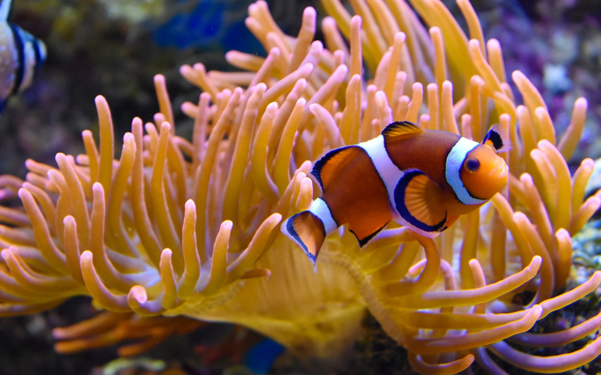 Clownfish swimming near sea anemone at Nausicaá aquarium.
