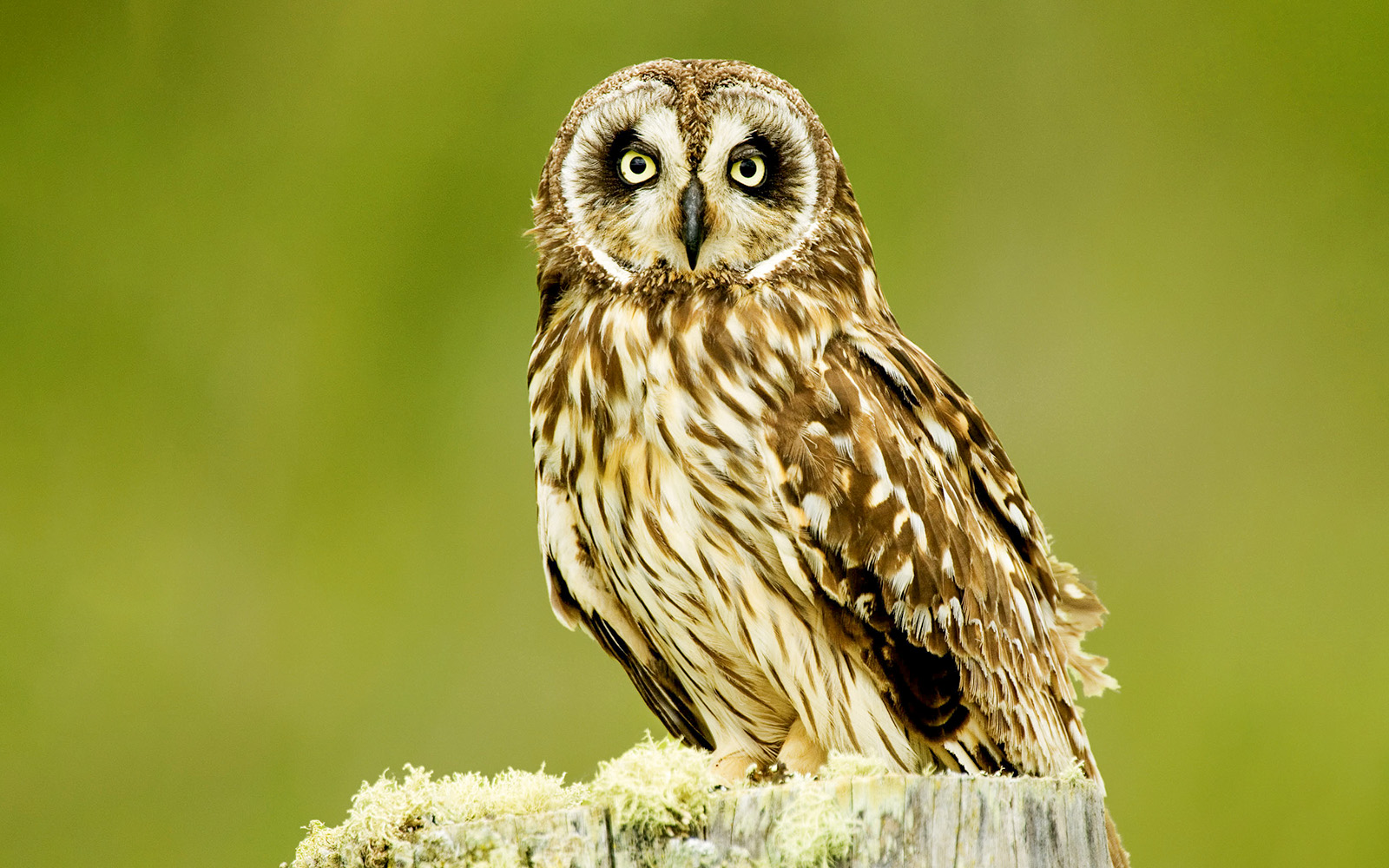 Owl perched on a mossy stump during Hakalau Forest Birdwatching Adventure.