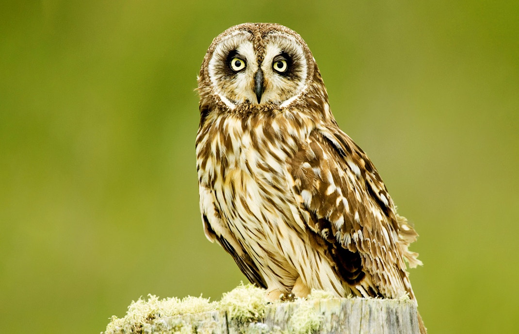 Owl perched on a mossy stump during Hakalau Forest Birdwatching Adventure.