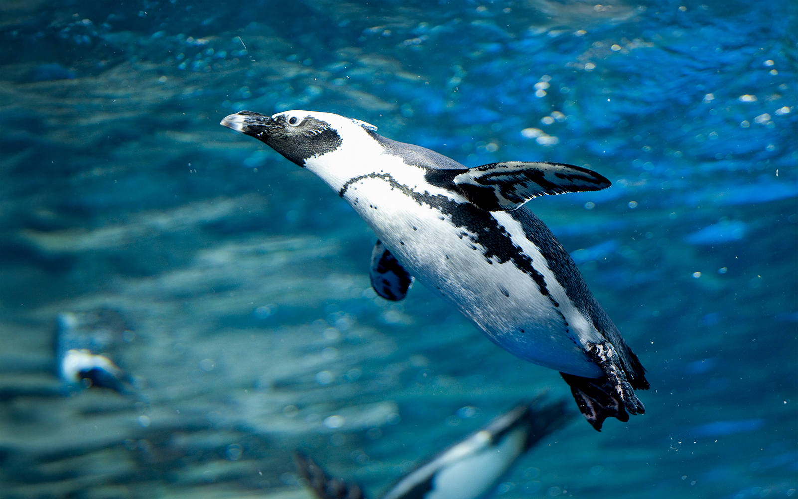 African penguins swimming in a large aquarium at a marine exhibit.