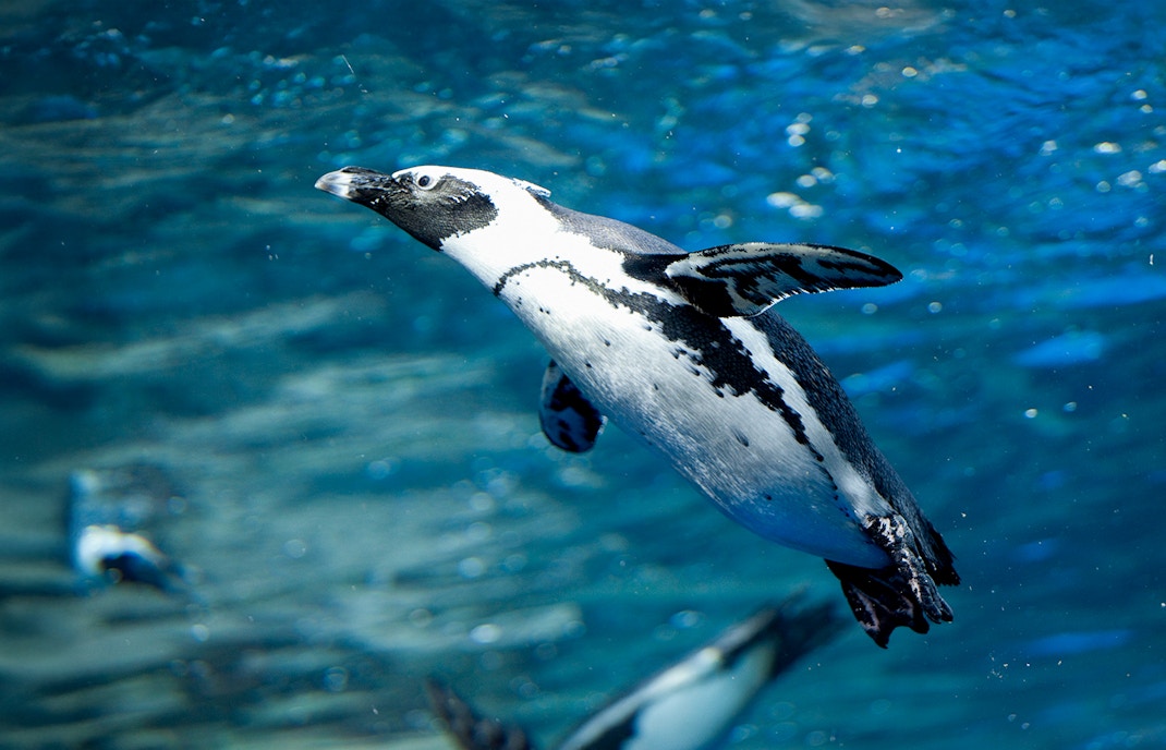 African penguins swimming in a large aquarium at a marine exhibit.