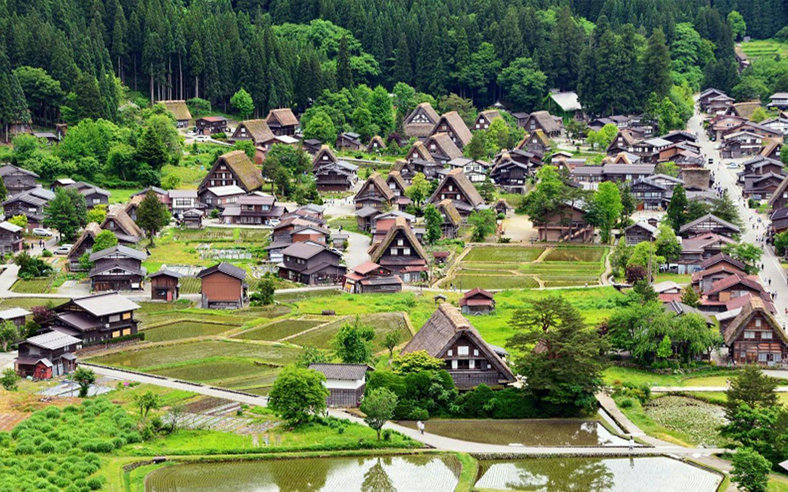 Traditional gassho-style houses in Shirakawa-go village, surrounded by lush greenery, on a day tour from Kanazawa.