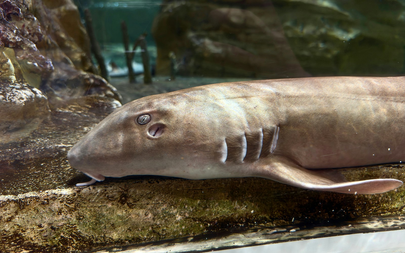 Bamboo sharks