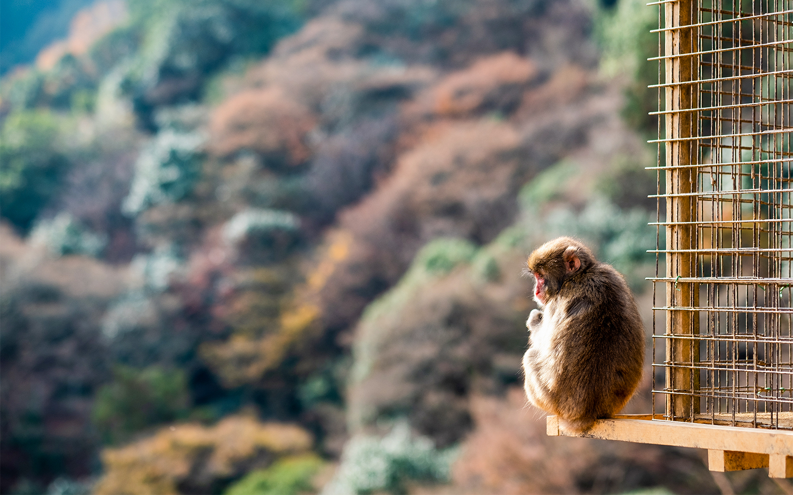 Sagano Romantic Train