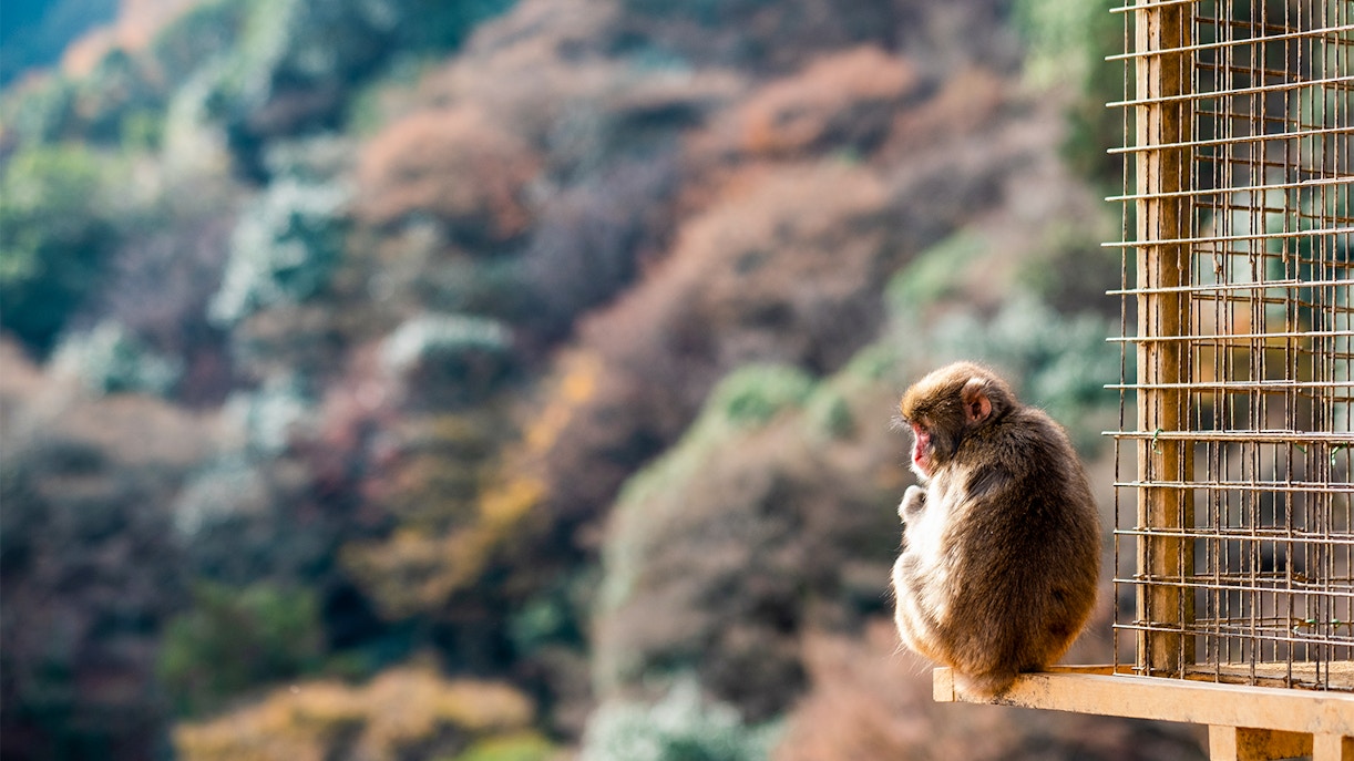 Sagano Romantic Train