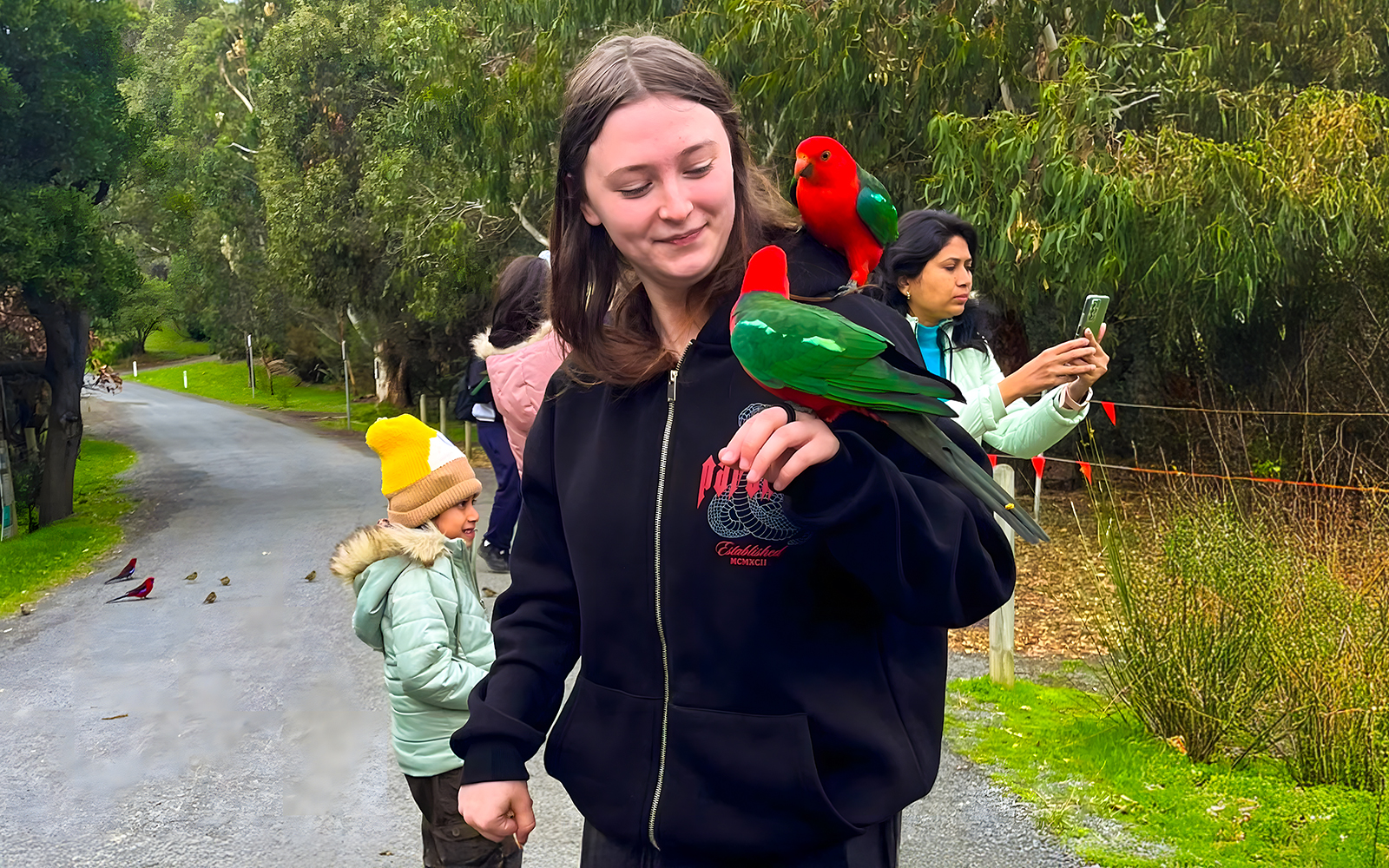 Girl feeding parrots on Great Ocean Road tour.