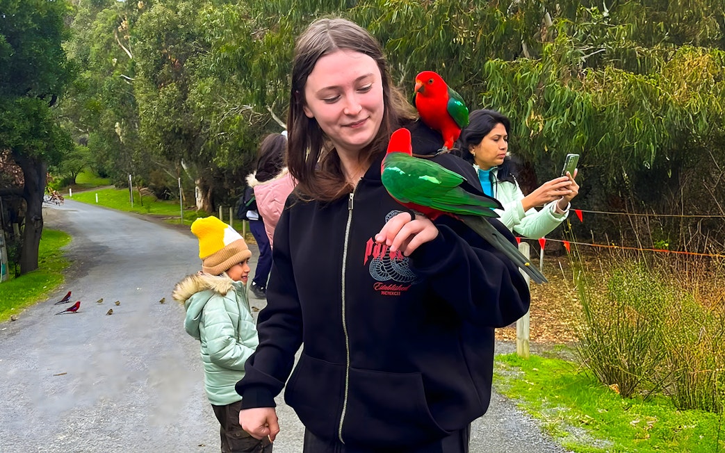 Girl feeding parrots on Great Ocean Road tour.
