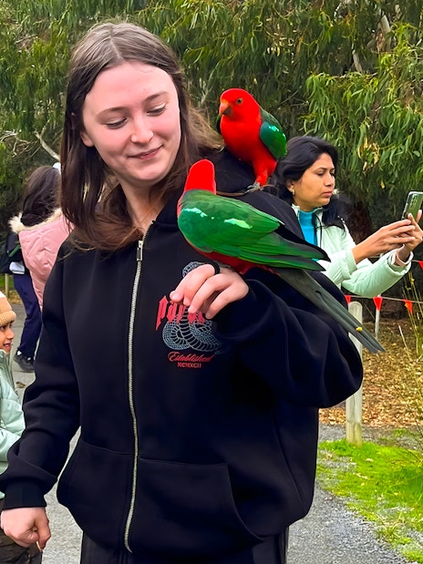 Girl feeding parrots on Great Ocean Road tour.