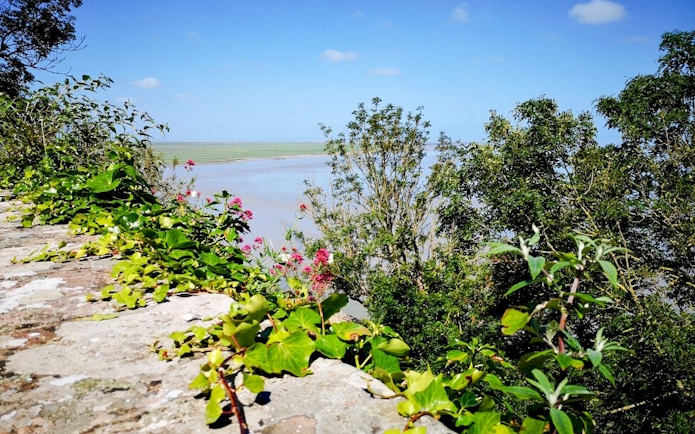 View of lush greenery and distant tidal flats near Mont-Saint-Michel, France.