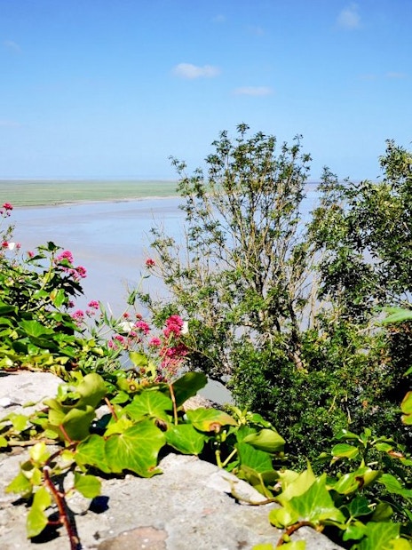 View of lush greenery and distant tidal flats near Mont-Saint-Michel, France.