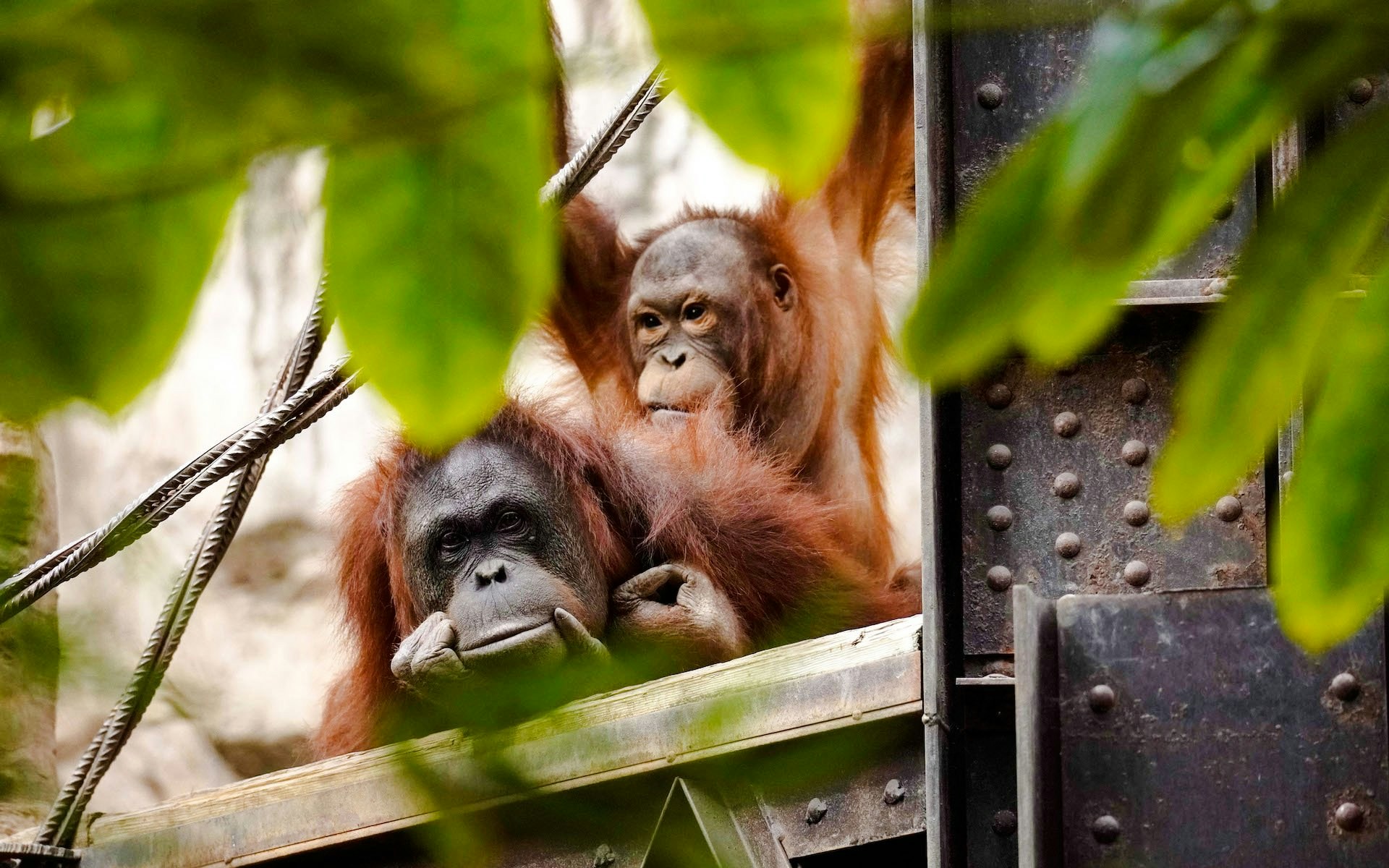 Orangutans resting on a platform at Bioparc Fuengirola.