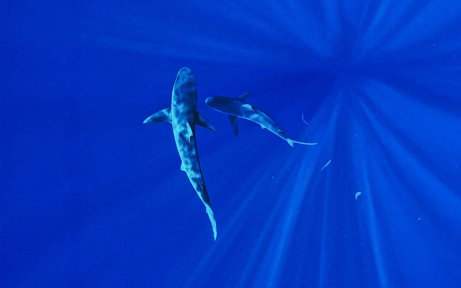 Sharks swimming in clear blue waters during O'ahu Shark Dive Tour.