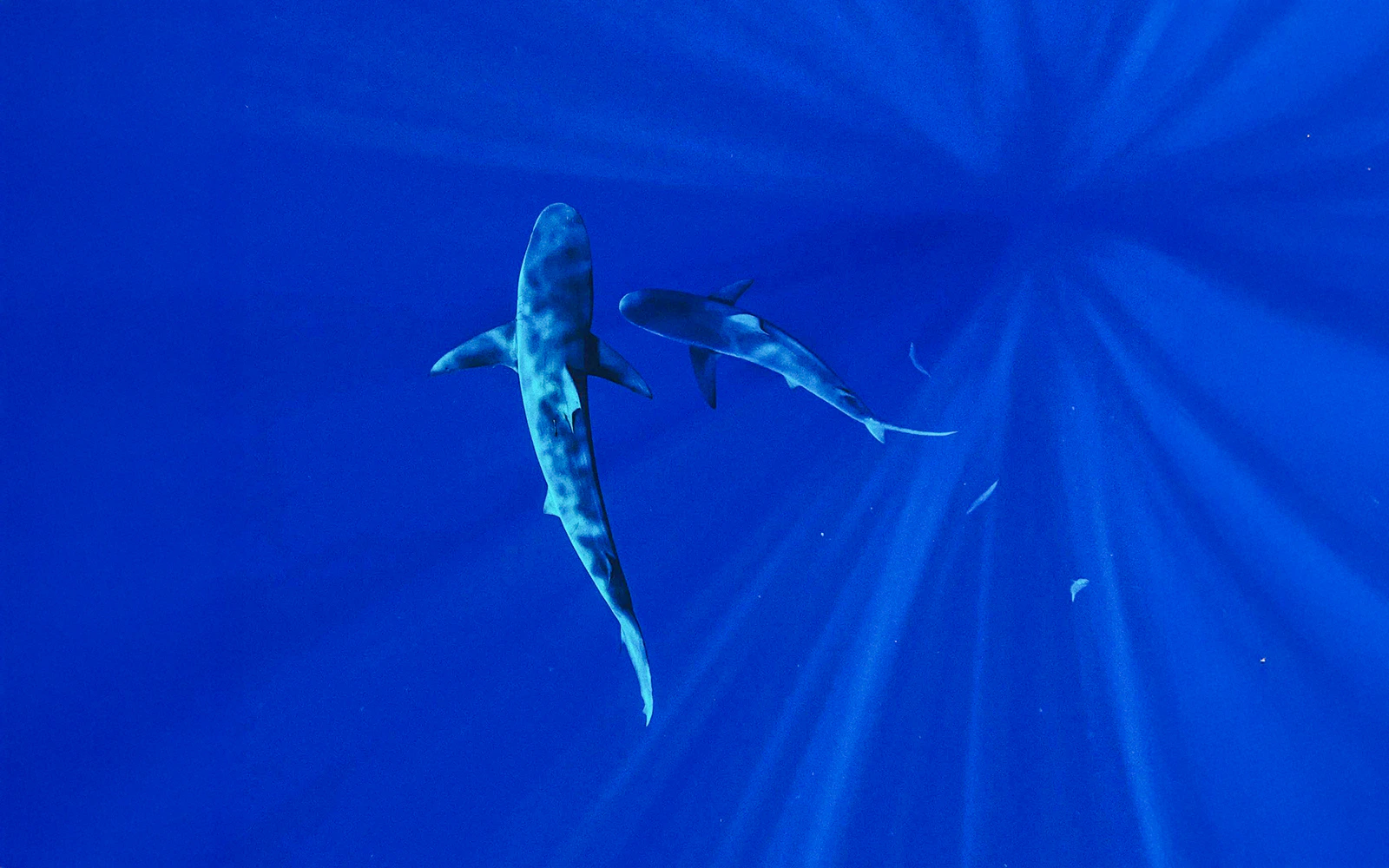 Sharks swimming in clear blue waters during O'ahu Shark Dive Tour.
